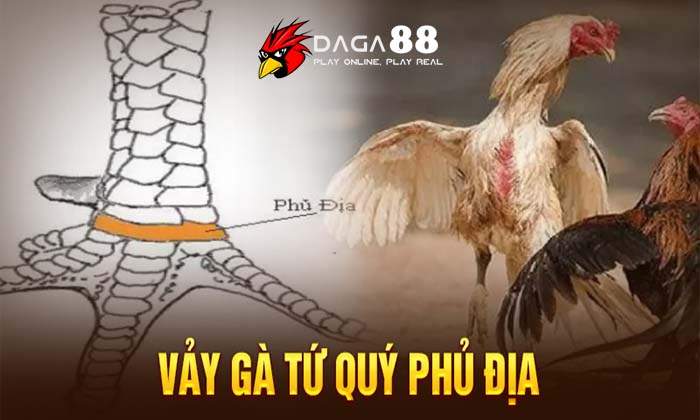 Các loại vảy gà quý hiếm-dấu hiệu của link kê Các loại vảy gà quý hiếm-dấu hiệu của link kê